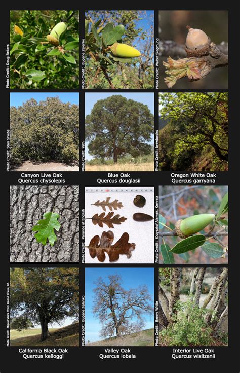 Tree California Identification