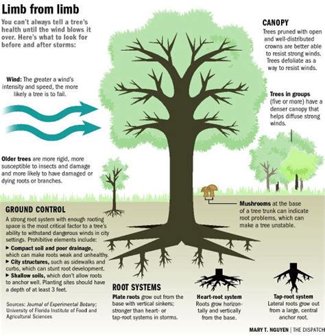 Tree Canopy Definition Francais