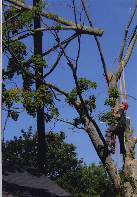 Tree Climbing Dallas