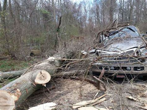 tree cutting columbia sc