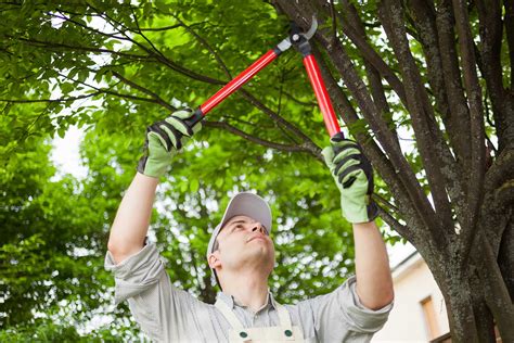 tree cutting service colorado springs