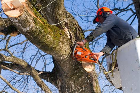 tree cutting service columbus ohio
