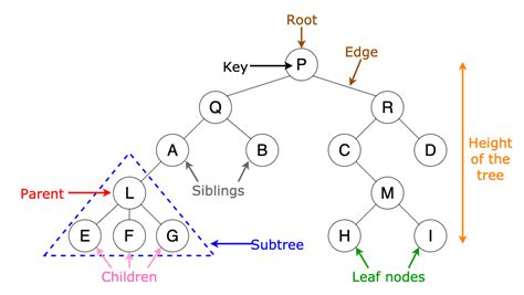 tree data structure interview questions