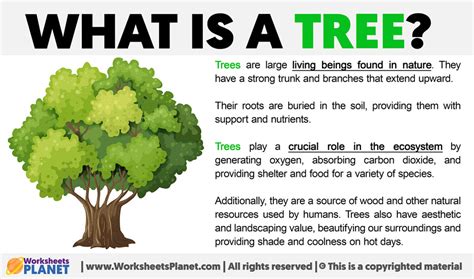 Tree Definition Synonym