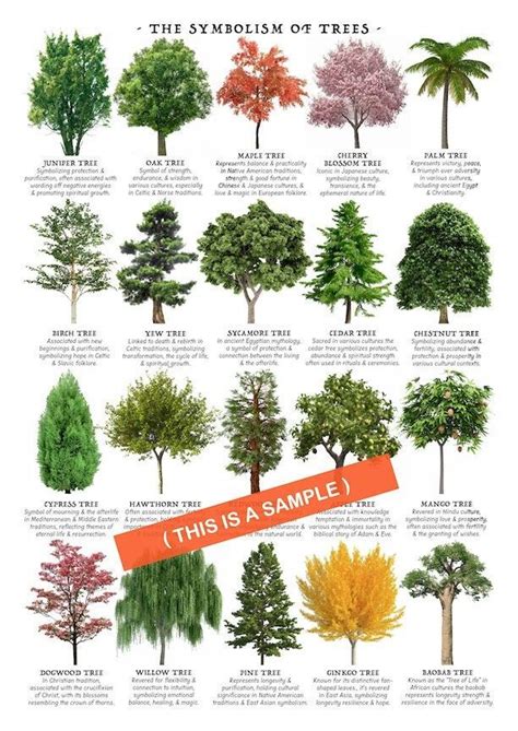 Tree Example Meaning