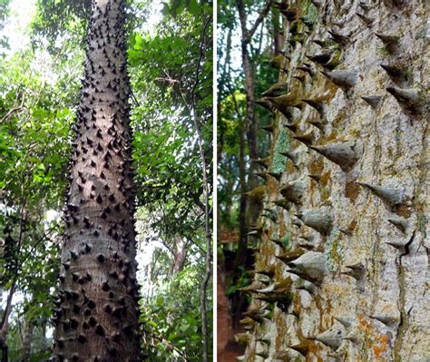 Tree Exploding Fruit