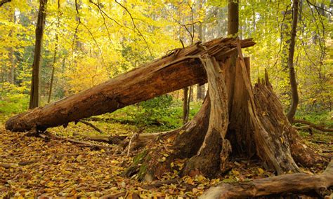 tree falling in the forest