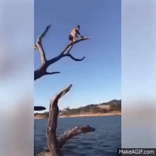 Tree Falling On Guy