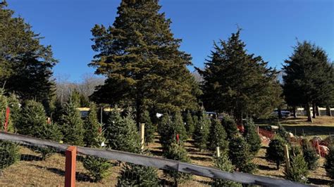 Tree Farm Ellington Ct