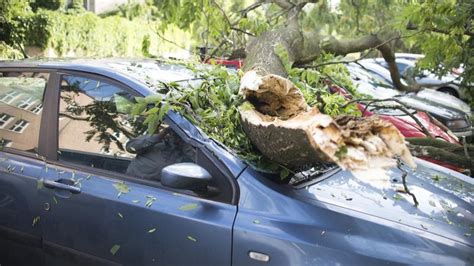 tree fell on car insurance claim