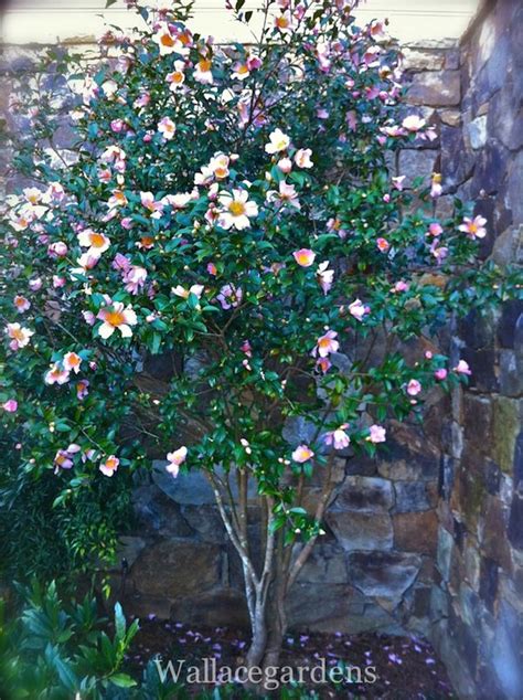 tree form camellia sasanqua