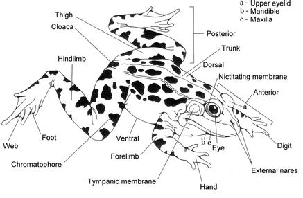 Tree Frog Diagram