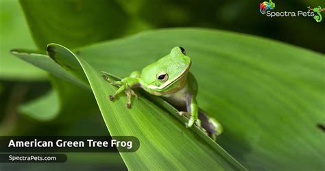Tree Frog Sound Texas