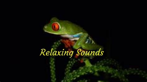 Tree Frog Sounds At Night