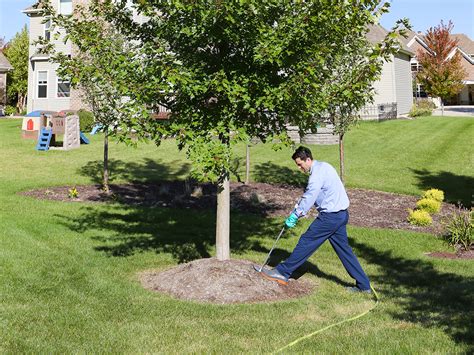 Tree Green Lawn Service