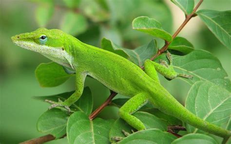 Tree Green Lizards
