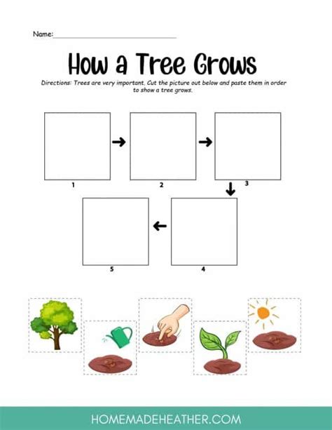 Tree Growing Activity