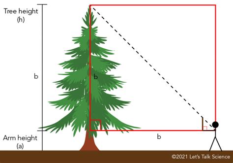 Tree Height Problem