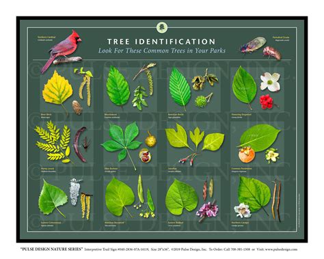 Tree Identification Database
