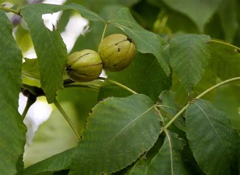 Tree Identification Hickory
