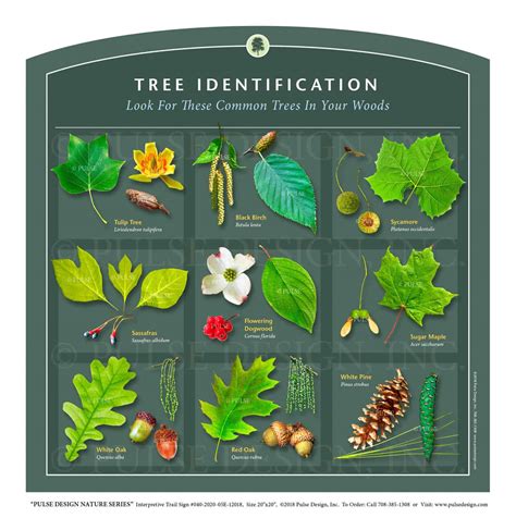 Tree Identification Online Free