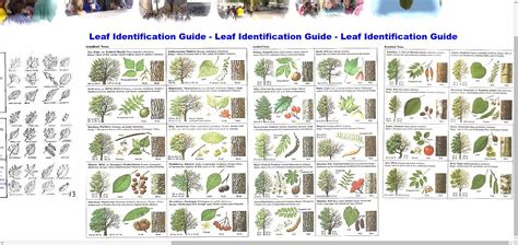 Tree Identification Qld