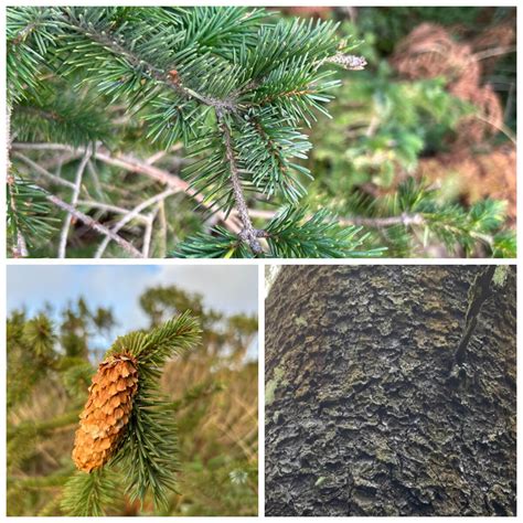 Tree Identification Vancouver