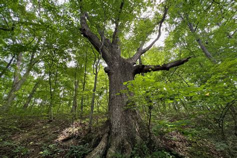 Image of a tree in a forest