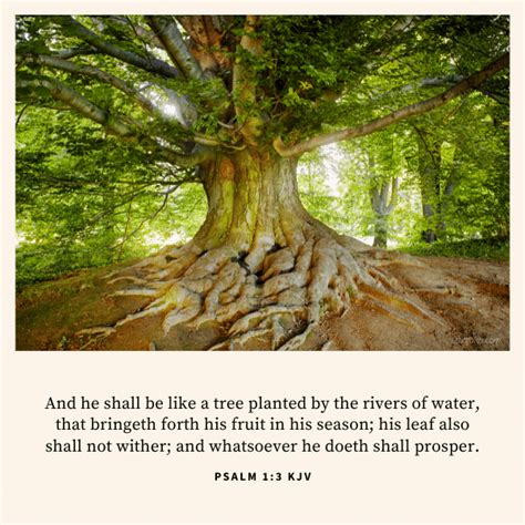 Tree Kjv Bible Verse