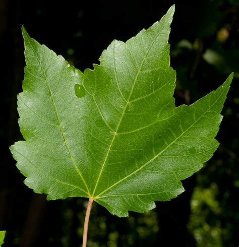 Tree Leaves With 3 Points