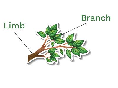 Tree Limb Vs Tree Branch