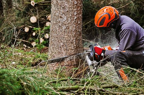 tree management services near me