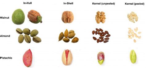 Tree Nut Examples
