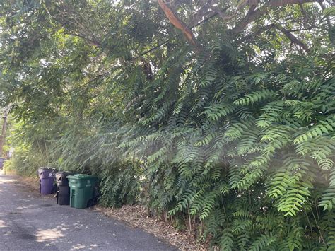 Tree Of Heaven Denver