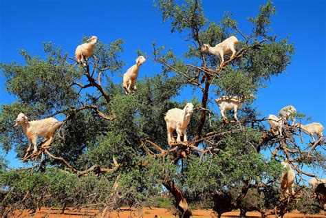 Tree Of Heaven Goats