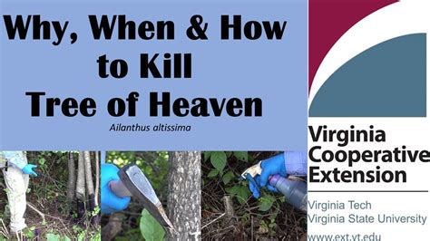 Tree Of Heaven Killer