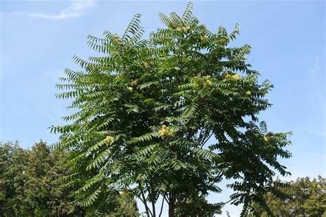 Tree Of Heaven Vs Mimosa