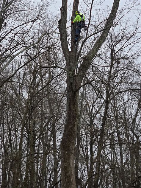 tree removal clarksville