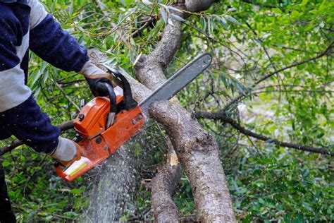 tree removal companies in columbia sc