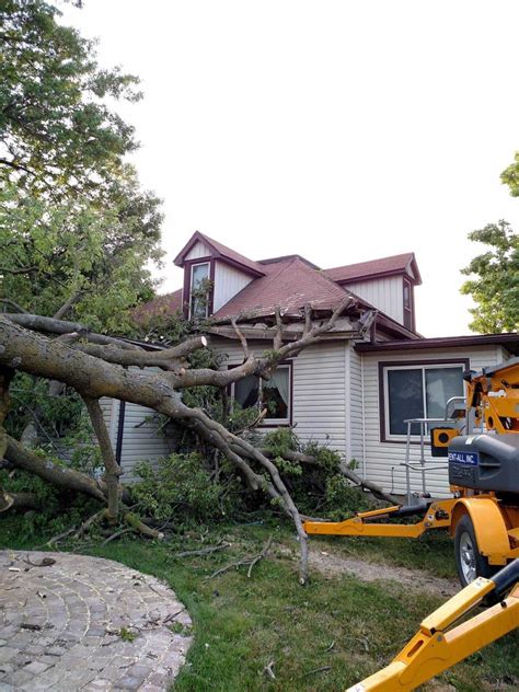 tree removal des moines