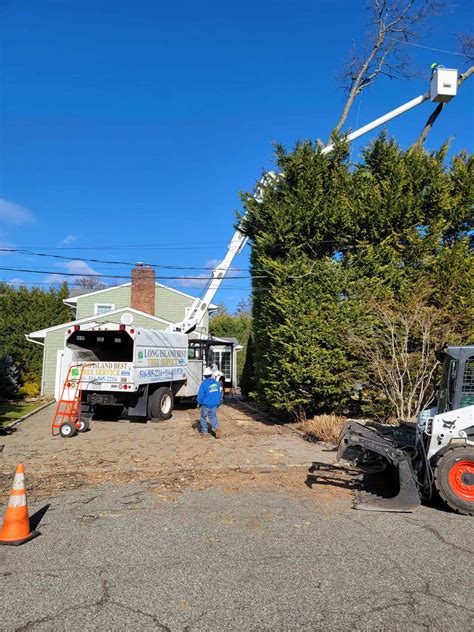 tree removal long island ny