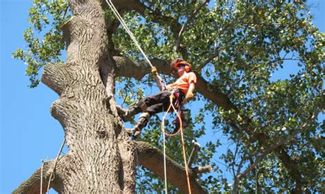 tree removal philadelphia pennsylvania