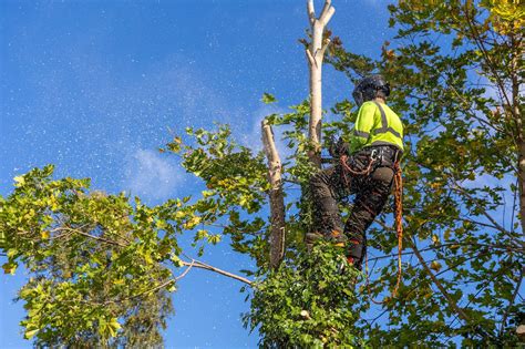 tree removal service columbus ga