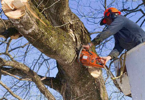 tree removal services columbia md
