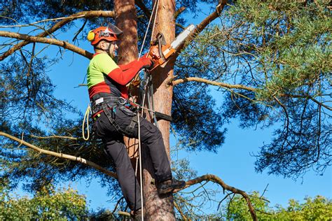 tree removal services in the area