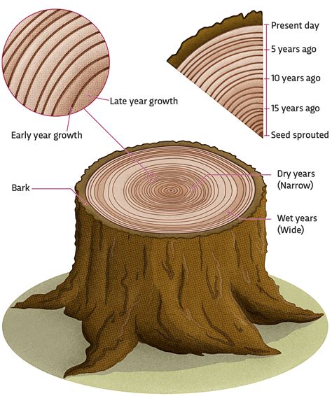 Tree Ring Year