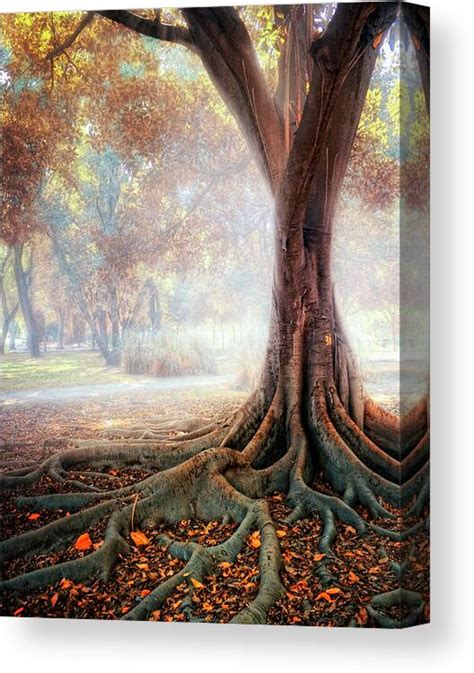 Tree Root Canvas Art