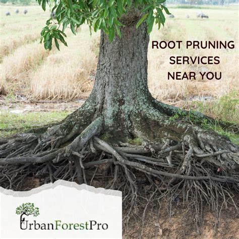 Tree Root Pruning Service Near Me