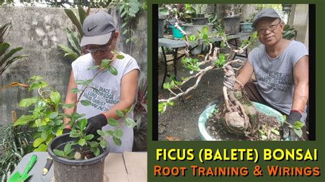 Tree Root Training