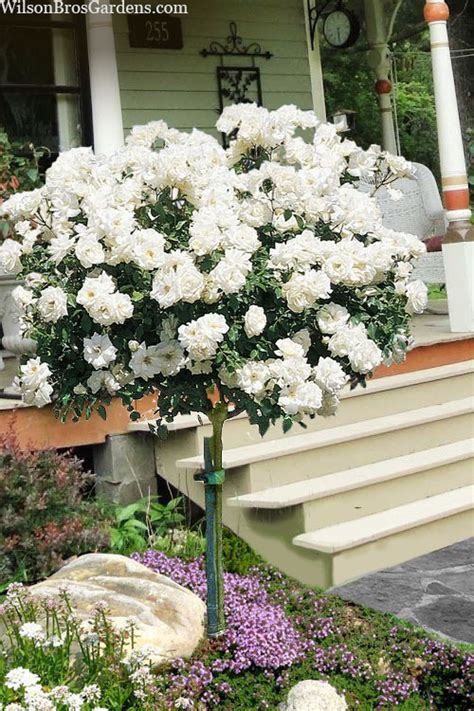 Unlock Secrets of Rare Tree Rose Beauty